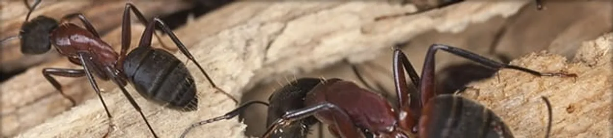 Close-up of ants on wood showing an active ant infestation in Cambridge, MA