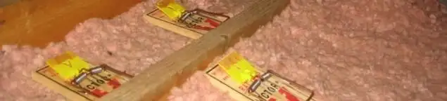 Mouse traps placed in an attic for rodent control in Cambridge, MA