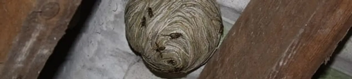Wasp nest in an attic space, a common home infestation risk in Cambridge, MA