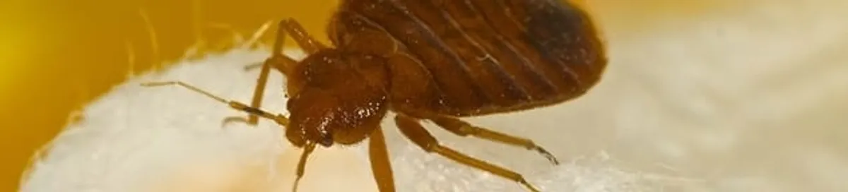 Close-up of a bed bug, a sign of an active infestation in Cambridge, MA