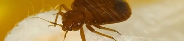 Close-up of a bed bug, a sign of an active infestation in Cambridge, MA