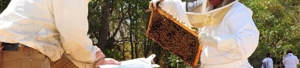 Bee removal specialists relocating a hive and honeycomb safely in Cambridge, MA