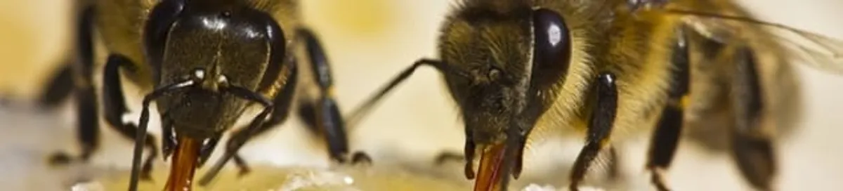 Close-up of honey bees, a sign of a nearby hive in Cambridge, MA