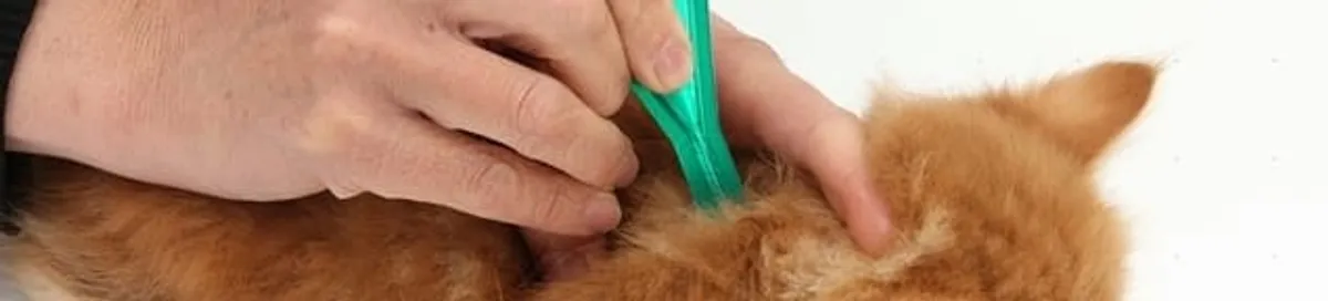 Flea treatment for pets using a flea comb, a sign of flea problems in Cambridge, MA