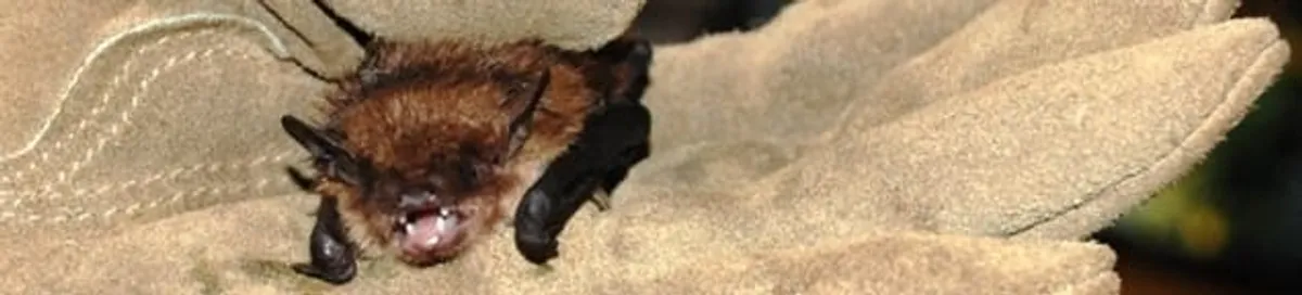 Bat removal specialist holding a bat safely during humane exclusion in Cambridge, MA