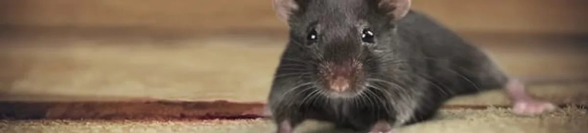 Mouse indoors, a common sign of a rodent infestation in Cambridge, MA