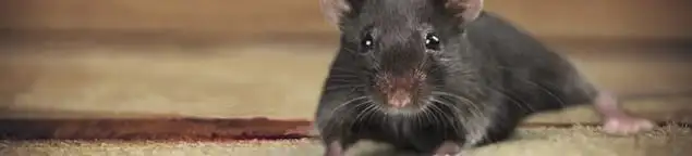 Mouse indoors, a common sign of a rodent infestation in Cambridge, MA