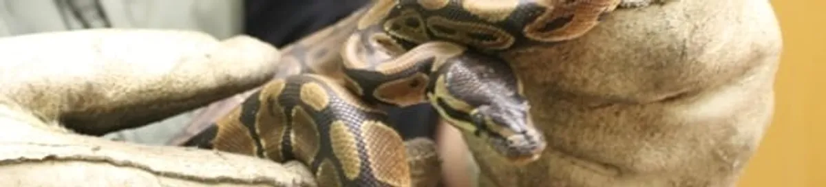 Snake removal specialist safely handling a snake with protective gloves in Cambridge, MA