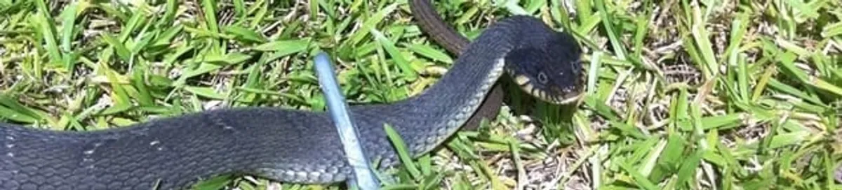Snake in a yard, a common sign of a snake problem near a home in Cambridge, MA