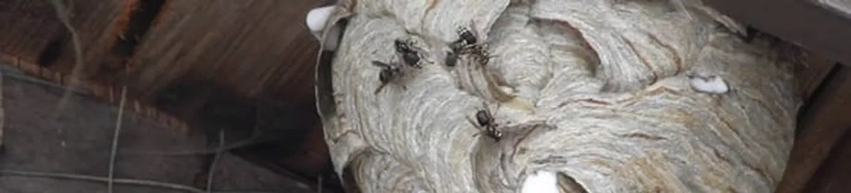 Close-up of a wasp nest with active wasps, a sign of an infestation in Cambridge, MA